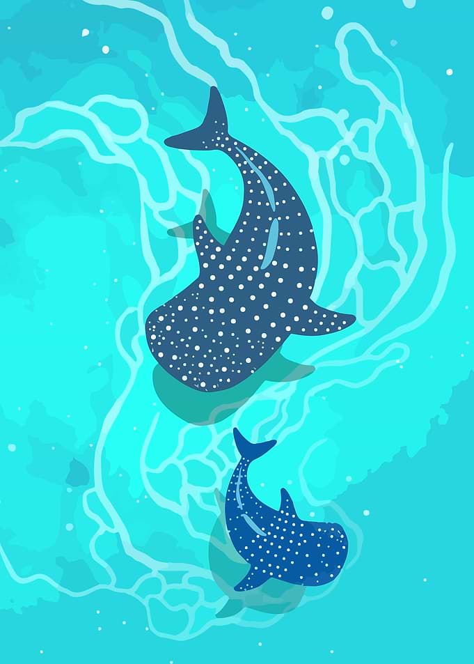 Whale Shark Duo