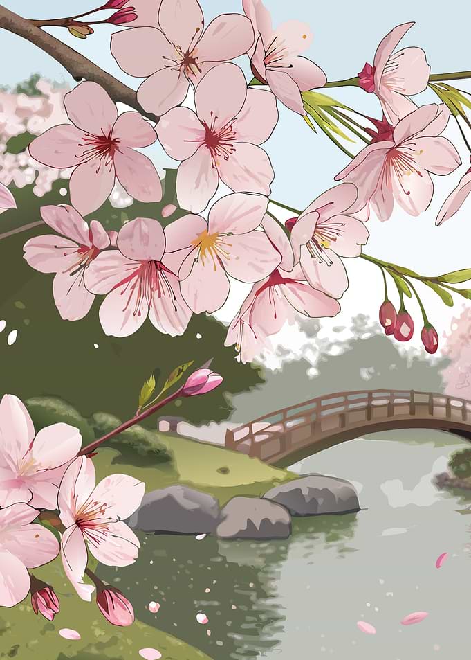 Cherry Blossoms