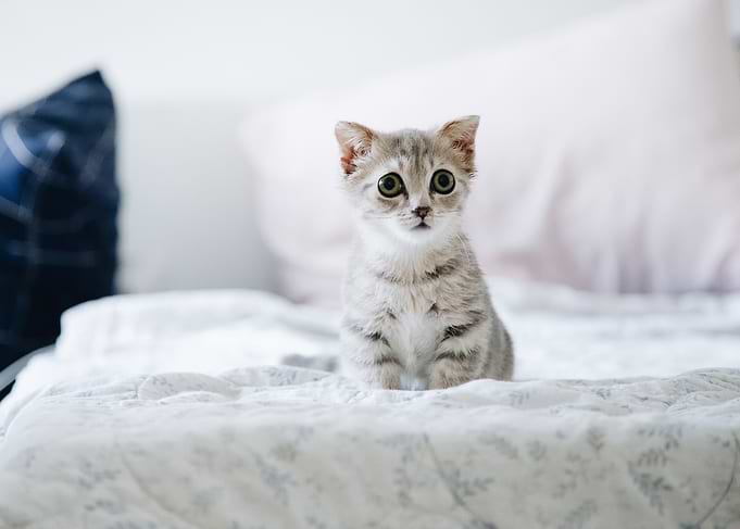 Cute Kitten on Bed