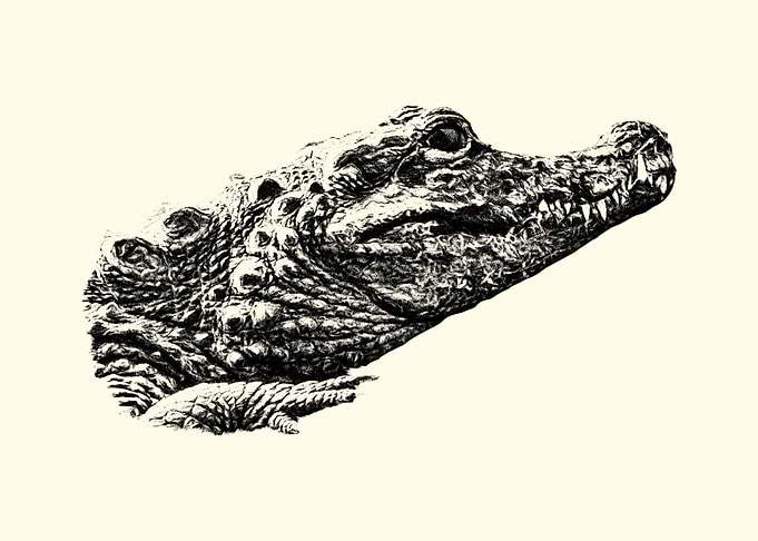 Crocodile Portrait
