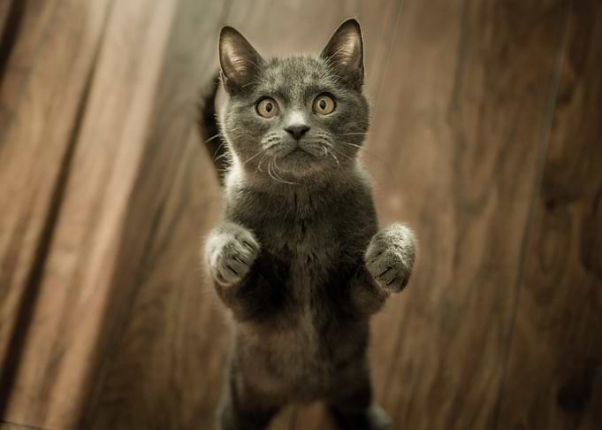 Curious Grey Cat