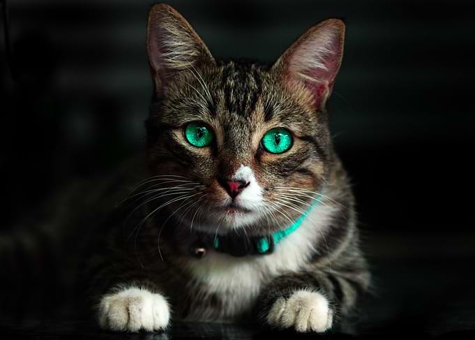 Cat with Green Eyes