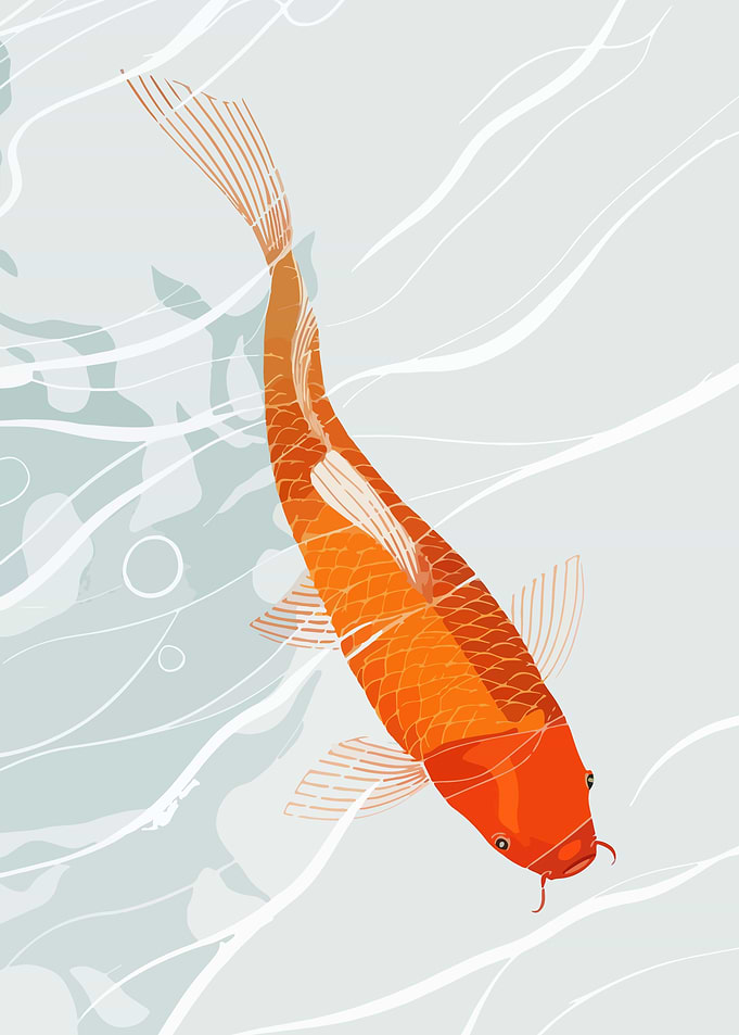 Koi Fish in Water