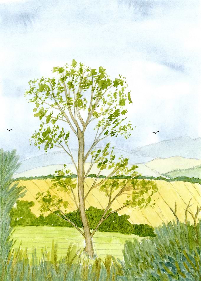 Summer Fields Watercolor Countryside Landscape