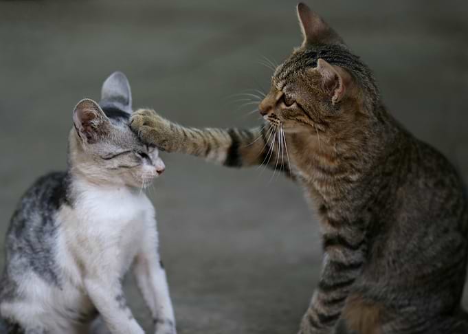 Playful Cat Interaction
