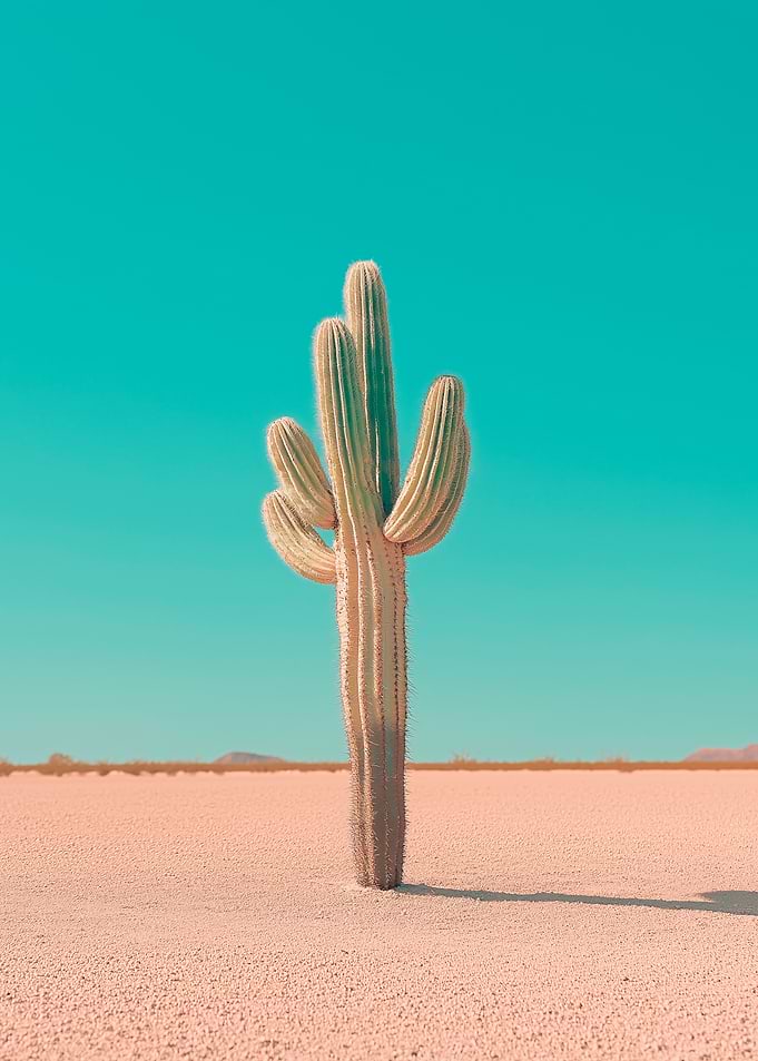 Lone Cactus in Desert