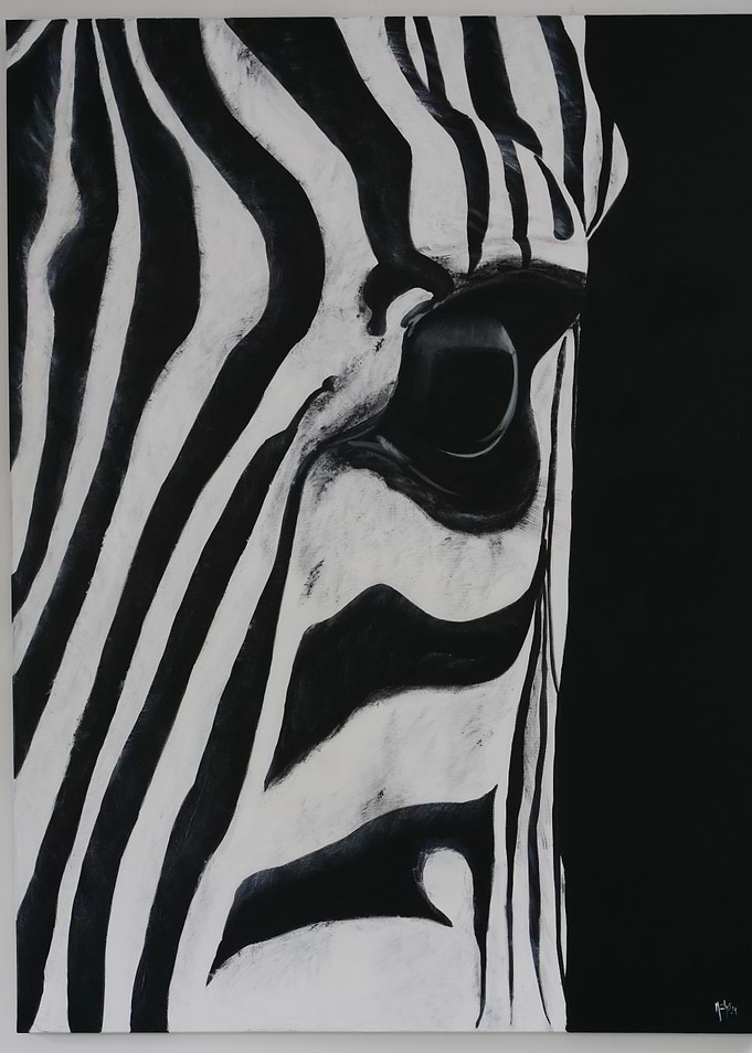 Zebra Eye Close-Up
