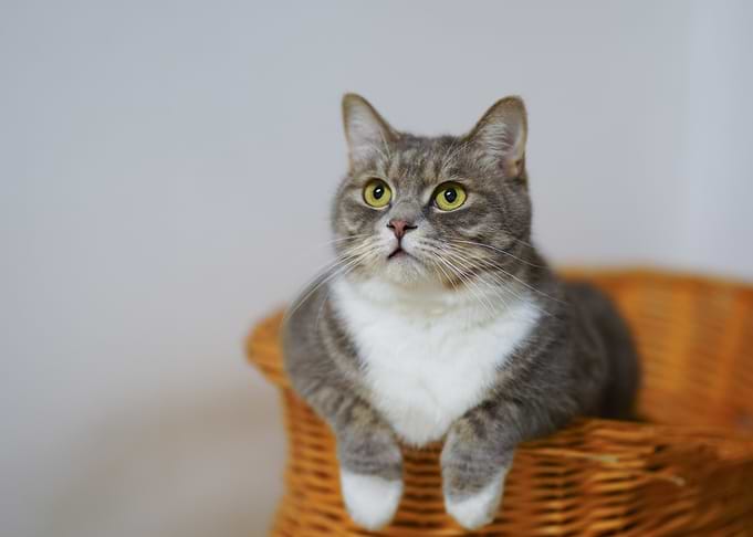 Gray Tabby Cat in Basket
