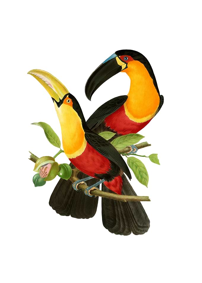 Two Toucans on Branch