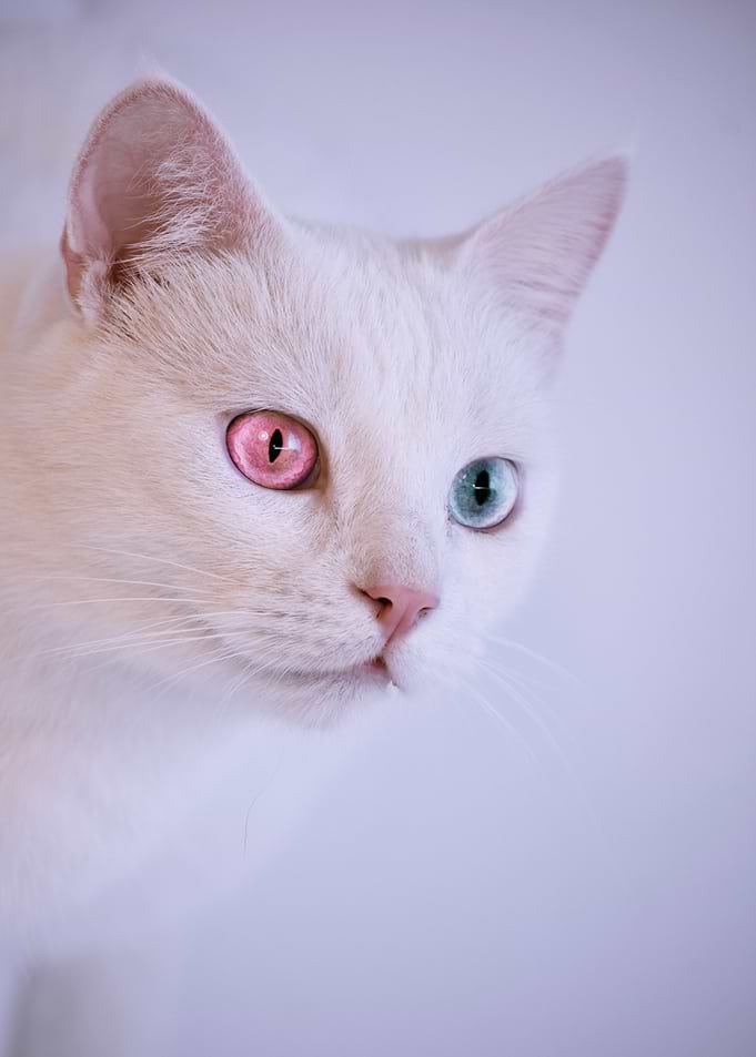 White Cat with Heterochromia