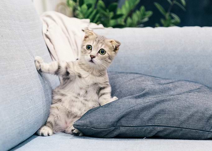 Curious Kitten on Couch