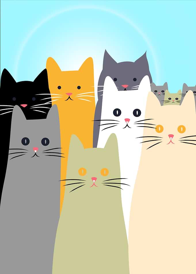 Cute Cat Illustration