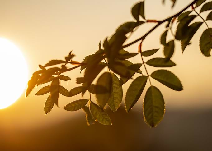 Sunset Leaves