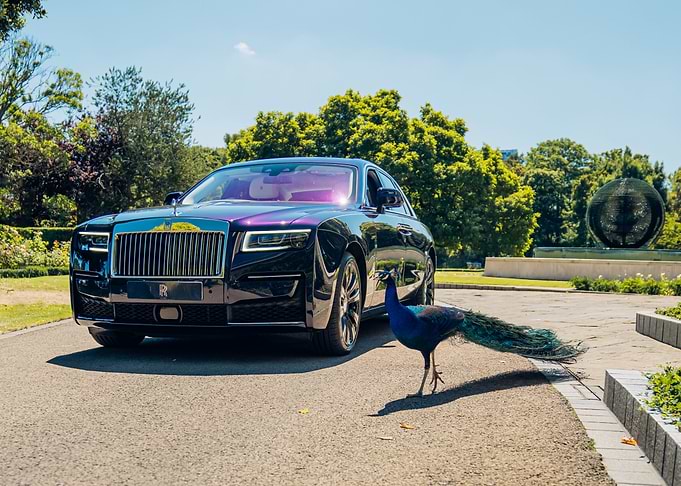 Rolls Royce and Peacock