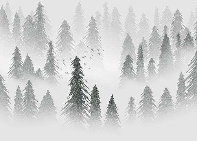 Misty Evergreen Forest