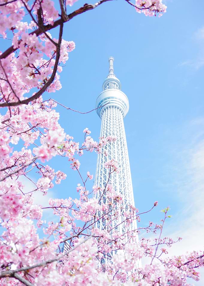 Tokyo Skytree with Cherry Blossoms