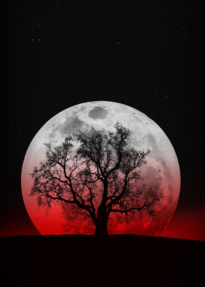 Silhouette Tree and Blood Moon
