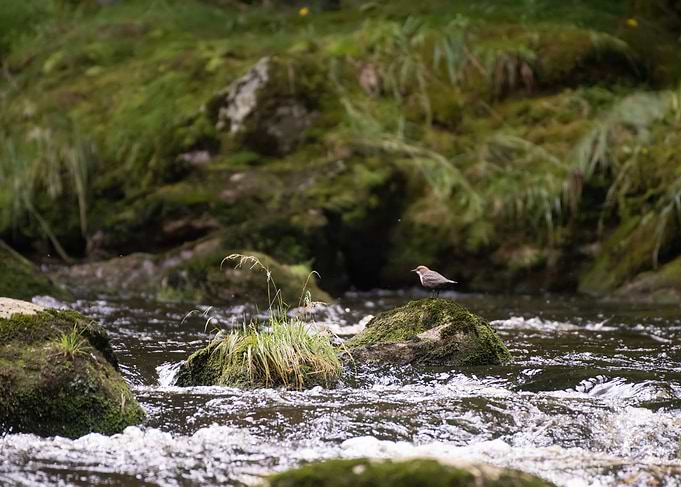 Bird on a Rock in a Stream