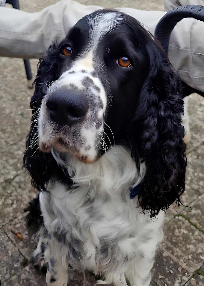 English Springer Spaniel Portrait