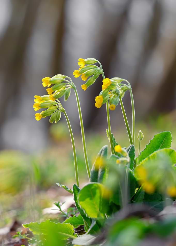 Yellow Wildflowers in Bloom