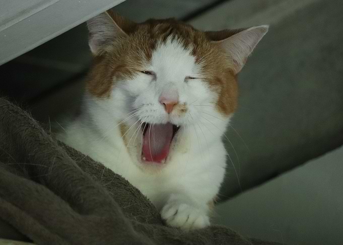Yawning Cat