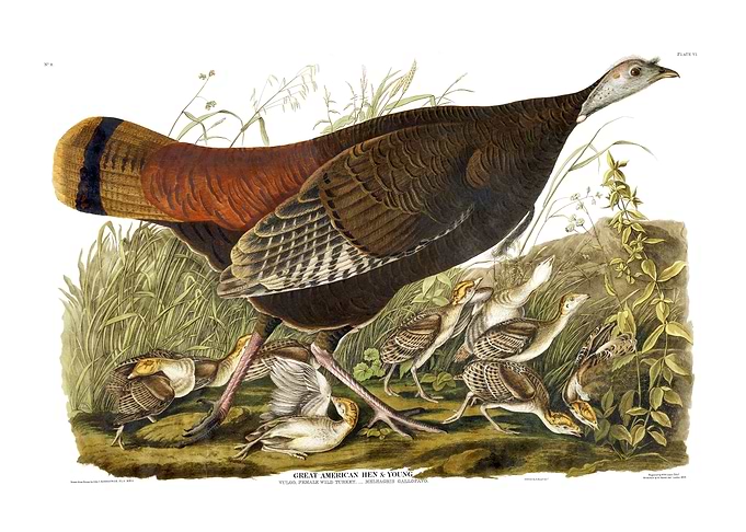 The Birds of America - Great American Hen & Young
