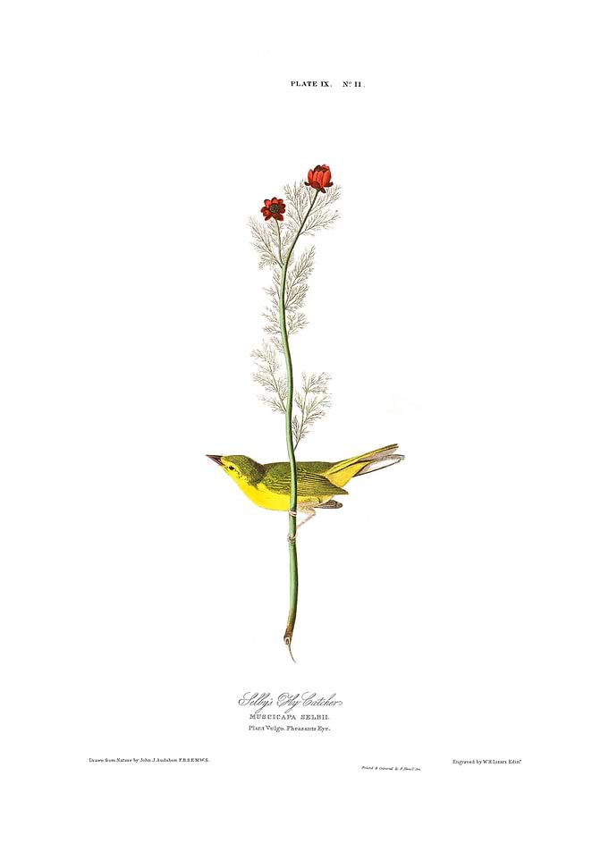 Selby's Fly Catcher
