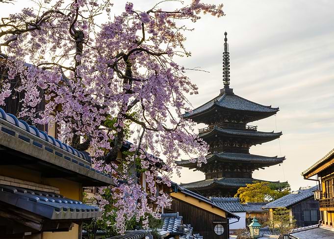 Japanese Pagoda with Cherry Blossoms