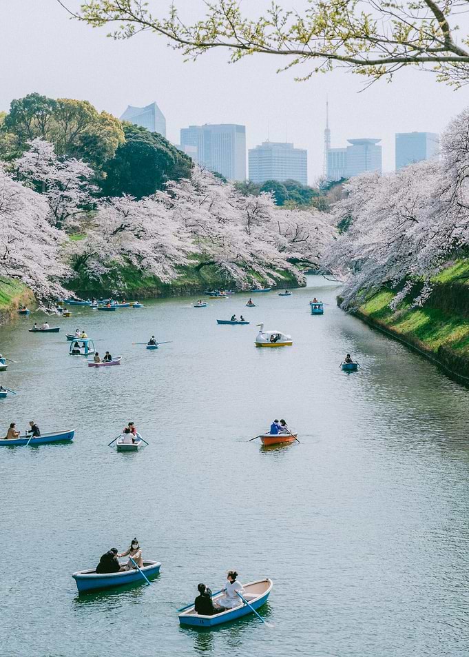 Cherry Blossom Boat Ride