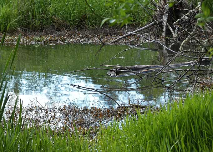 Still Pond with Branches