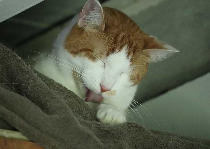 Cat Grooming