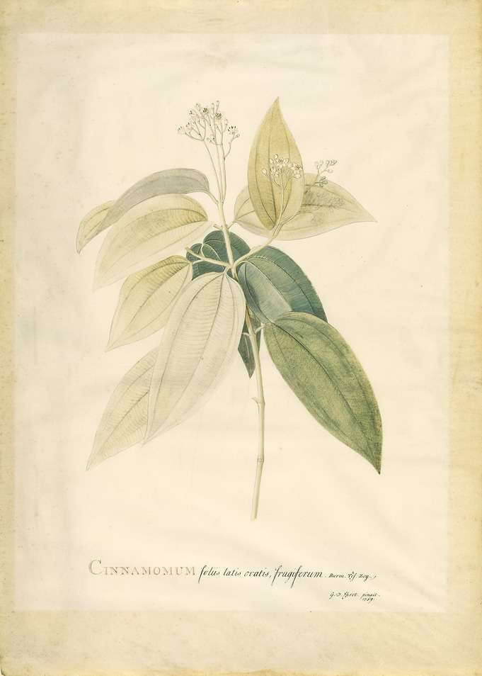 Cinnamon Leaf Illustration