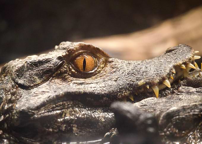 Crocodile Close-Up