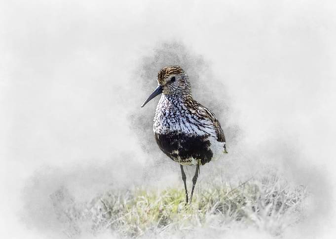 Dunlin Bird Watercolor