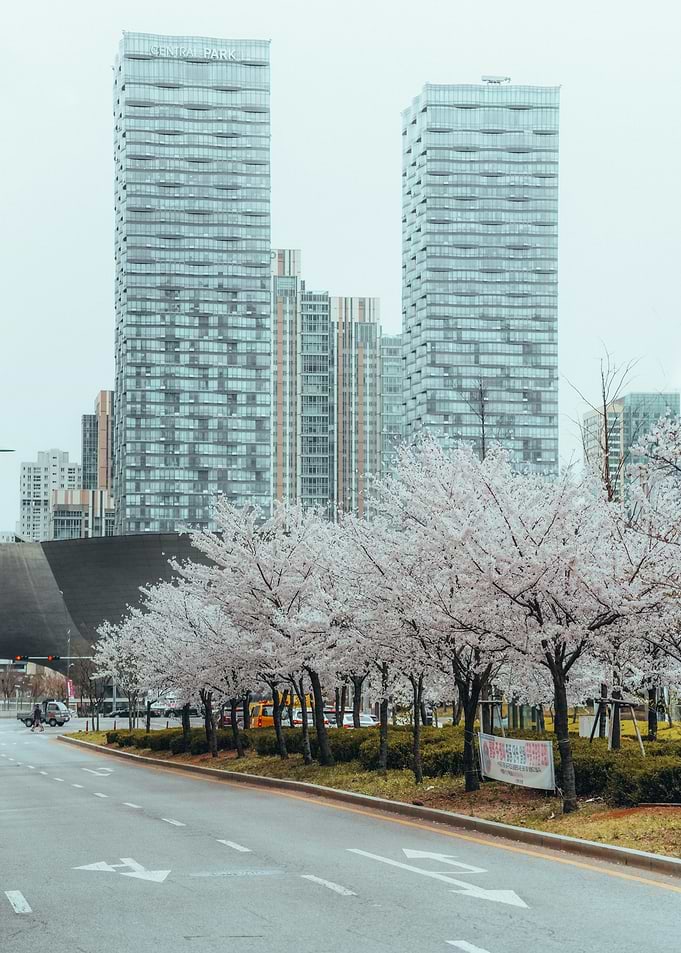 Cherry Blossoms in Cityscape