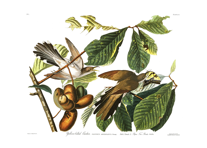 The Birds of America - Yellow-billed Cuckoo