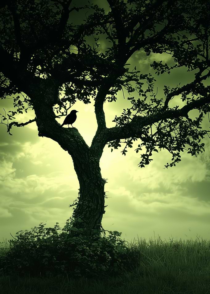 Silhouetted Bird on Tree