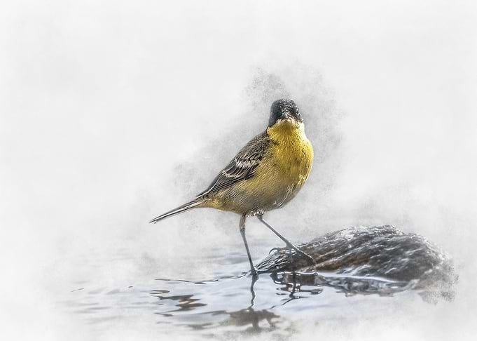 Yellow Wagtail Watercolor
