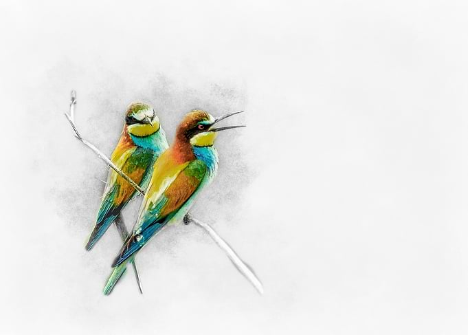 Two Birds on Branch