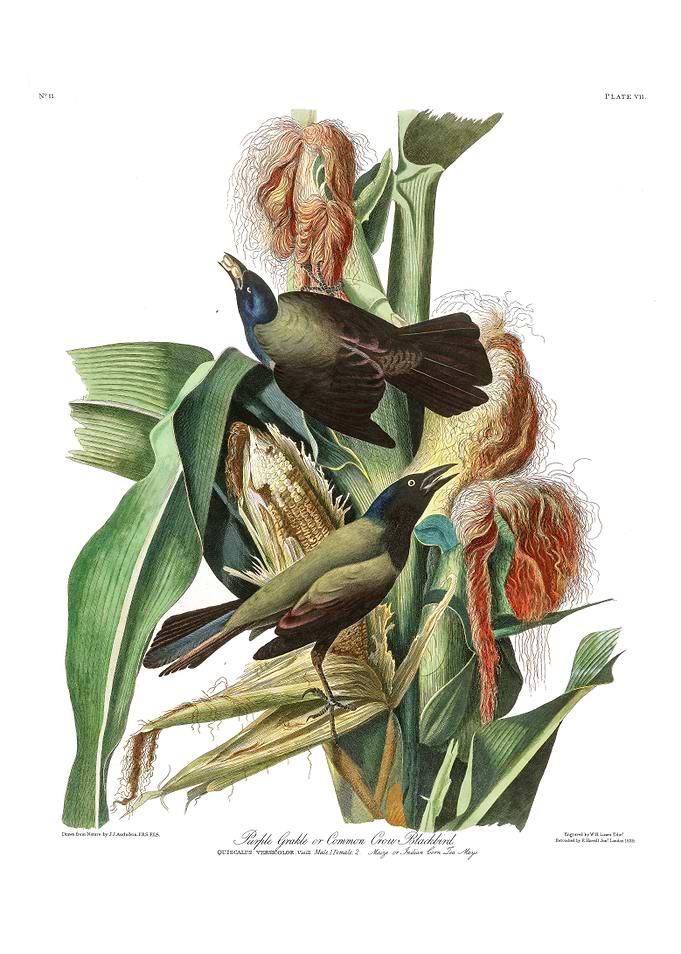 The Birds of America - Purple Grakle or Common Crow Blackbird