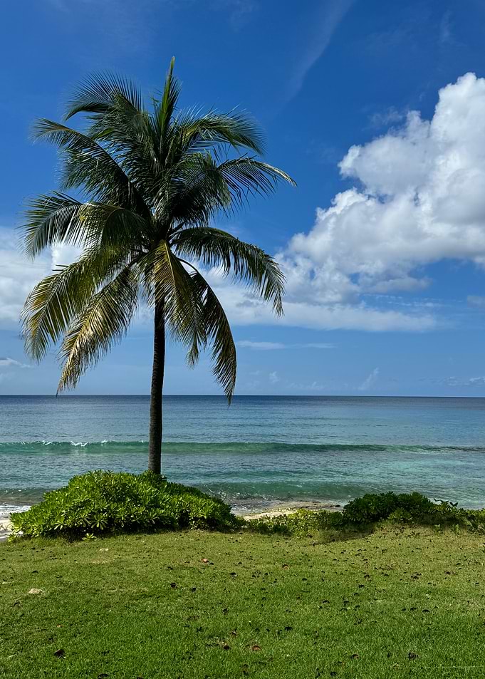 Palm Tree on Beach