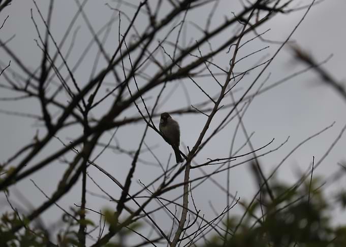 Sparrow on Bare Branch