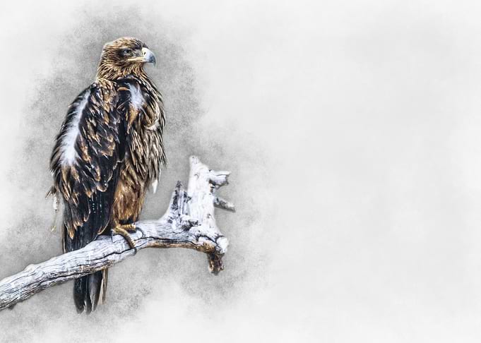 Eagle on Branch