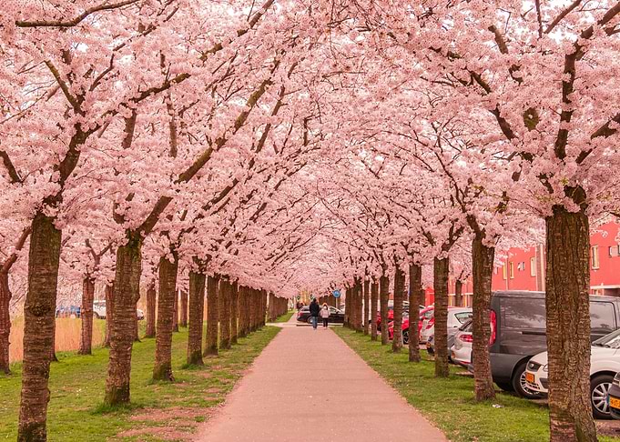 Cherry Blossom Pathway
