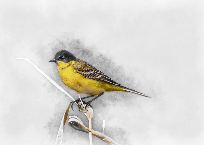 Yellow Wagtail Watercolor