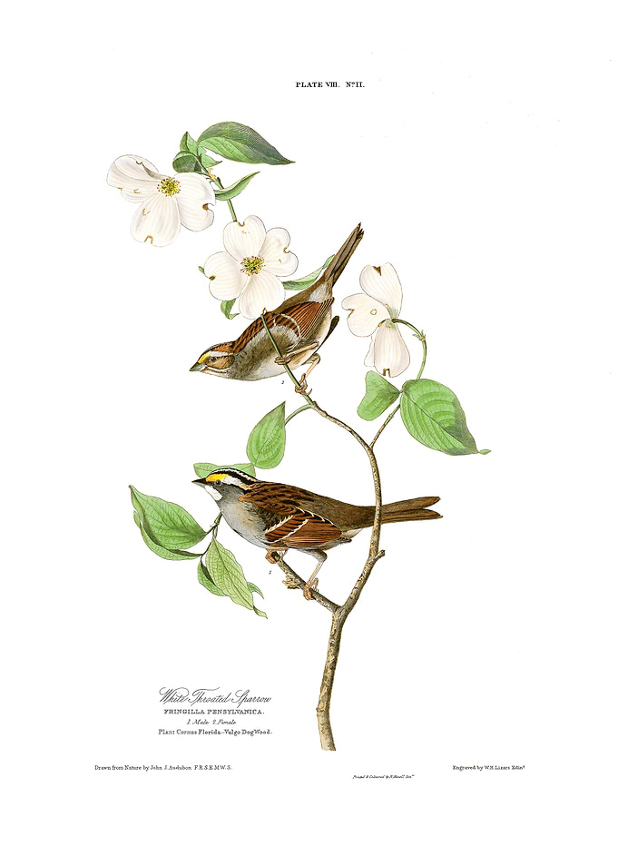 The Birds of America - White Throated Sparrow