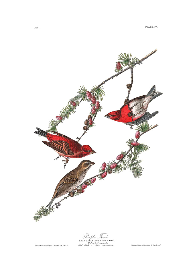 The Birds of America - Purple Finch