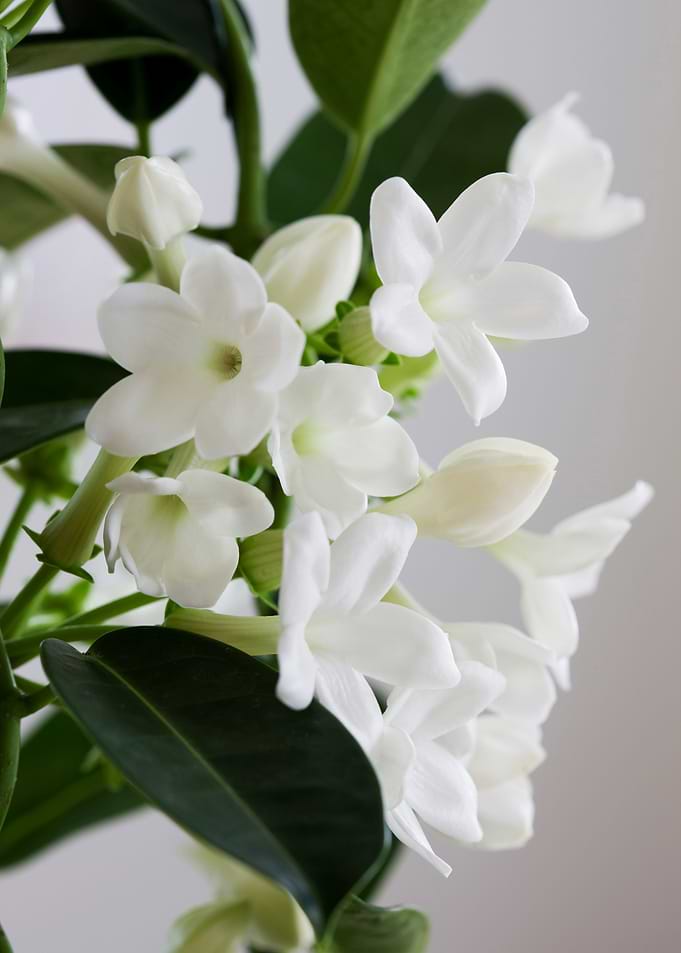 White Jasmine Flowers