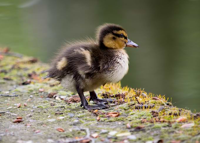 Duckling on Mossy Edge