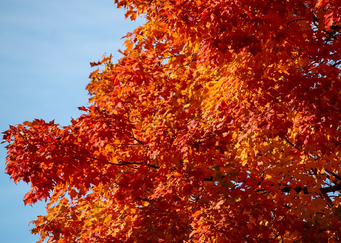 Autumn Leaves